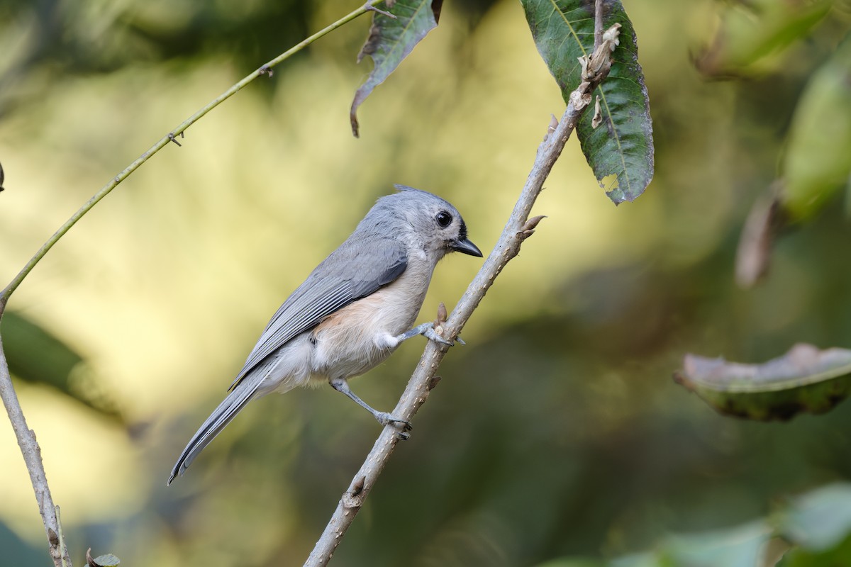 Tufted Titmouse - ML641895522