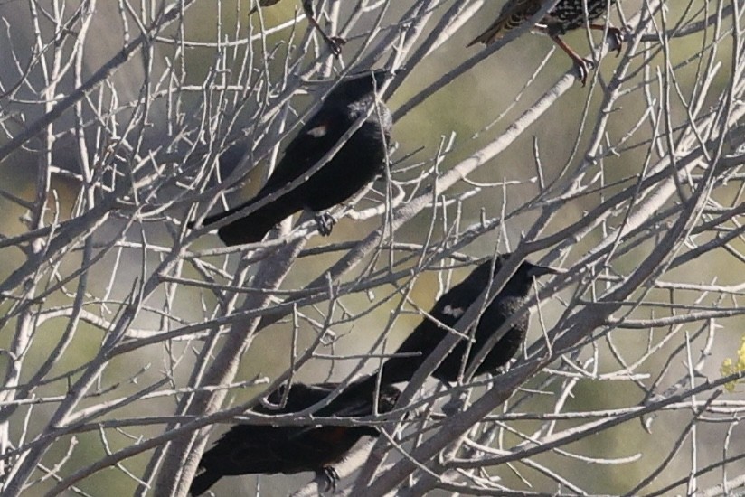 Tricolored Blackbird - ML641895523