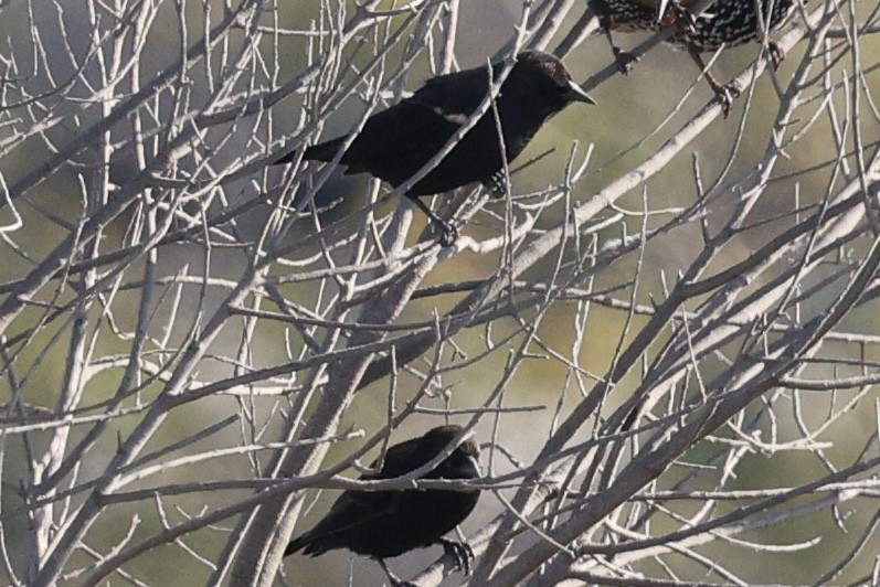 Tricolored Blackbird - ML641895524