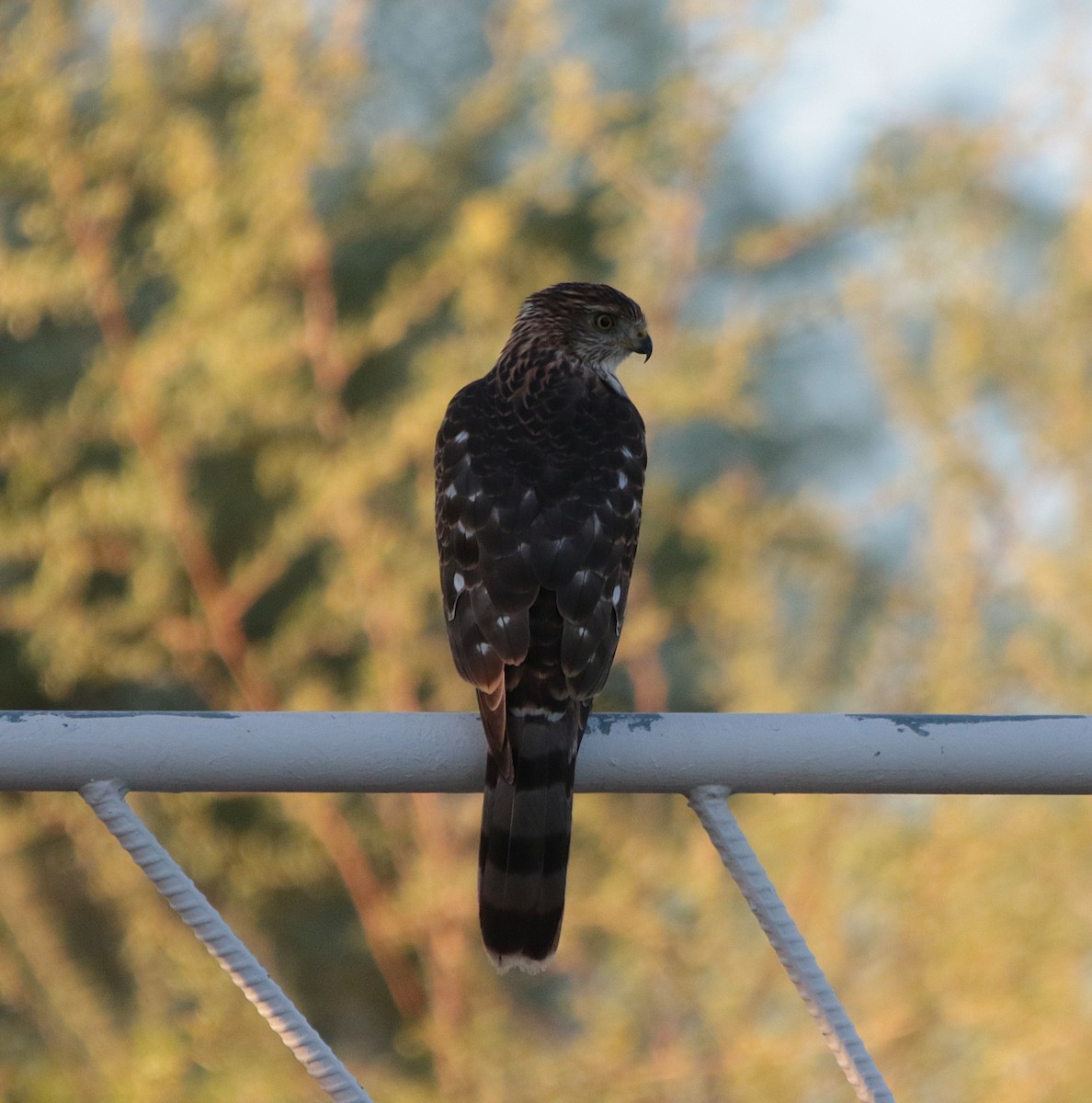 Cooper's Hawk - ML641895533