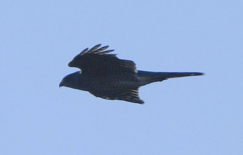 Cooper's Hawk - ML641895550