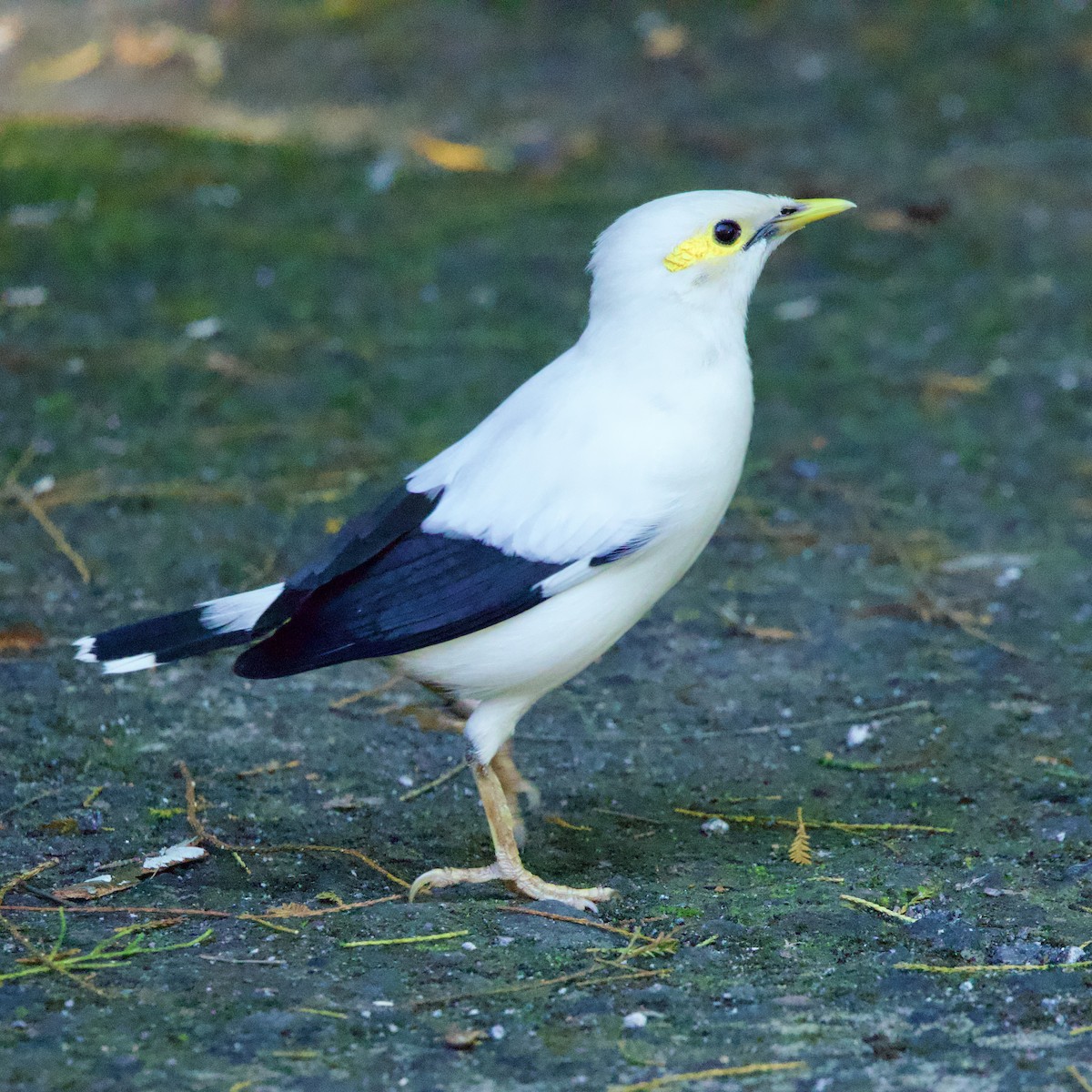 Schwarzflügelmaina - ML641895562