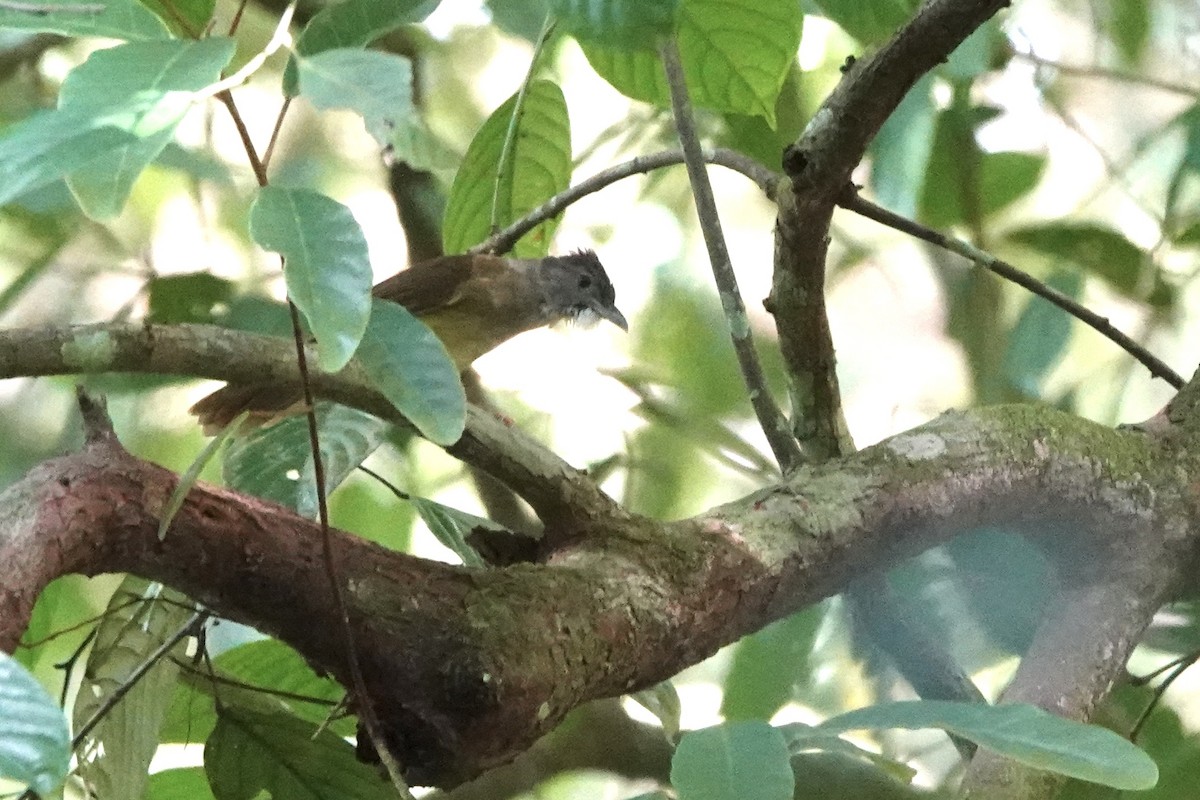 Gray-cheeked Bulbul - ML641895577