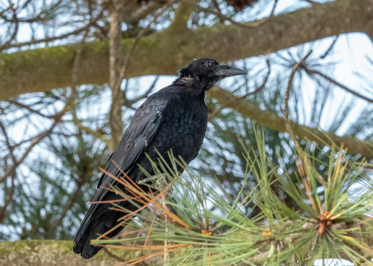 Common Raven - ML641895596