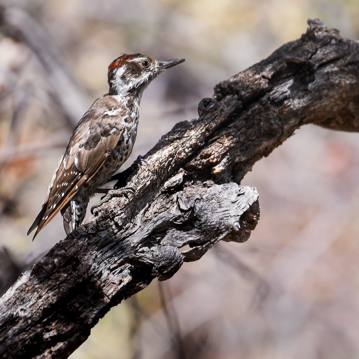 Arizona Woodpecker - ML641895601