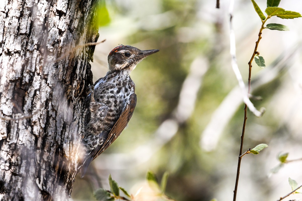 Arizona Woodpecker - ML641895603