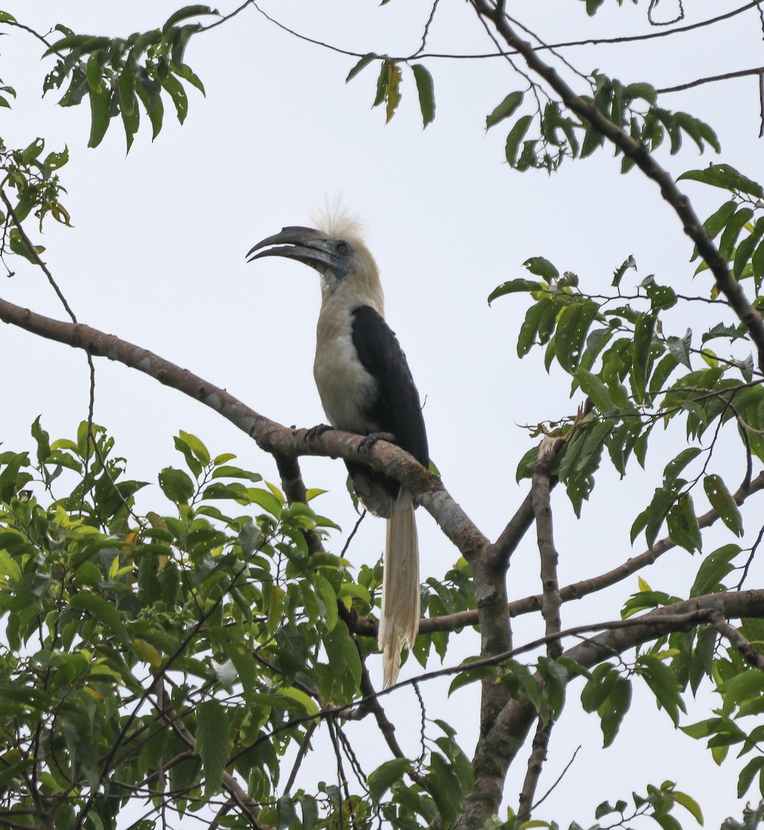 Калао білочубий - ML641895606