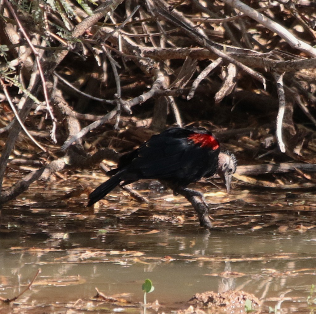 Red-winged Blackbird - ML641895615