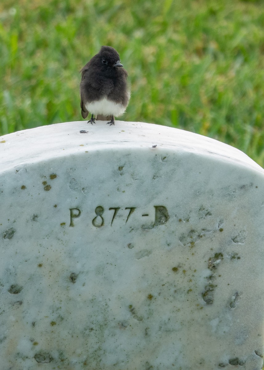 Black Phoebe - ML641895617