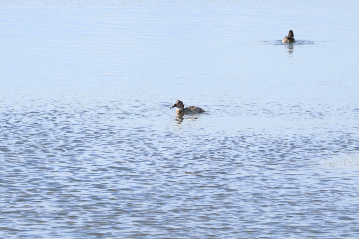 Canvasback - ML641895626