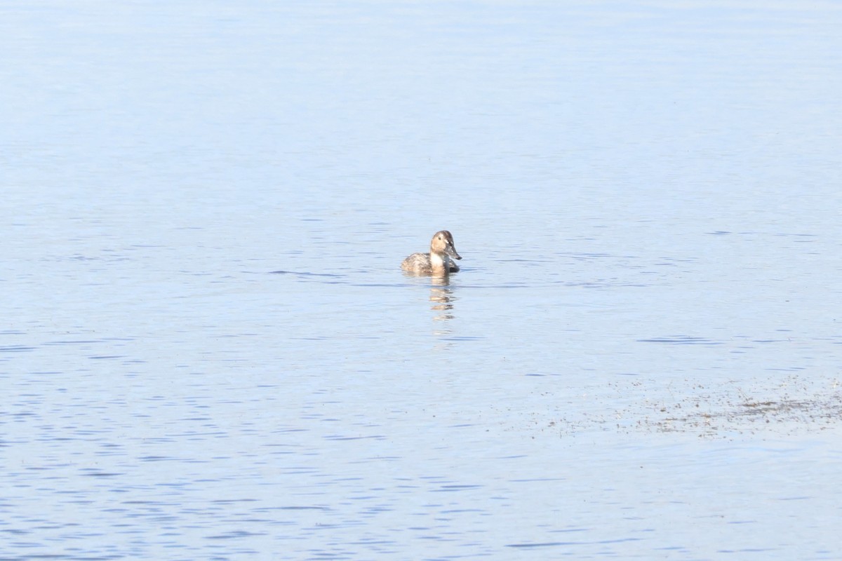 Canvasback - ML641895631