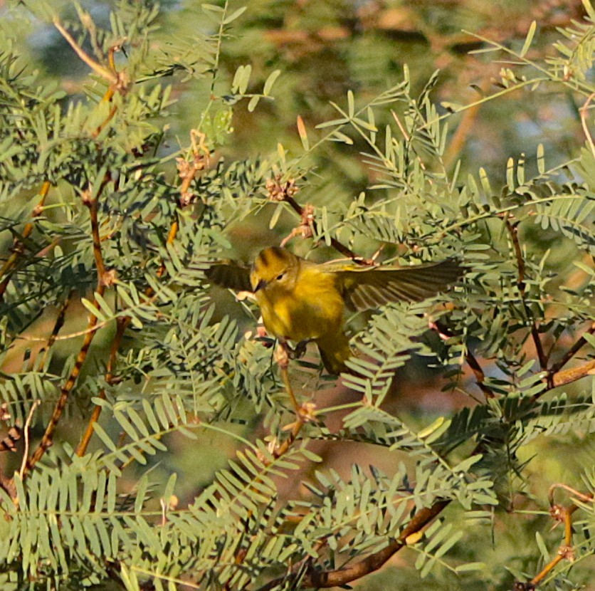 Yellow Warbler - ML641895648