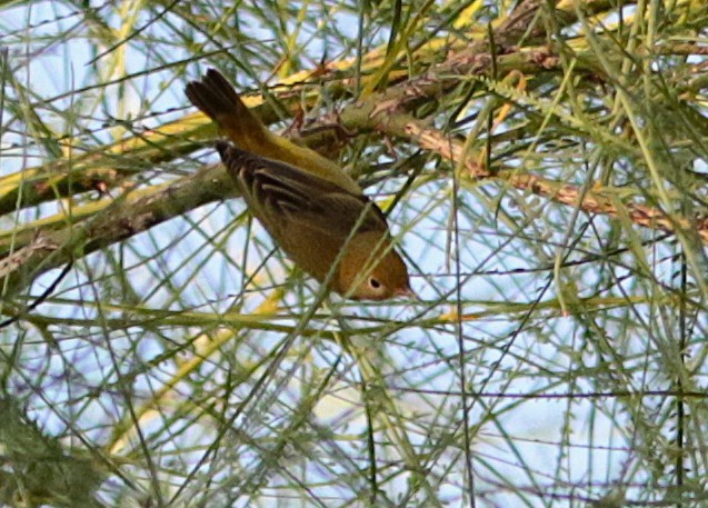 Yellow Warbler - ML641895649