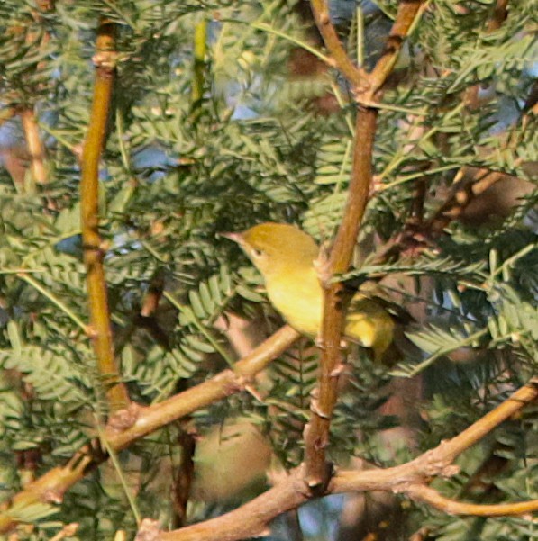 Yellow Warbler - ML641895650