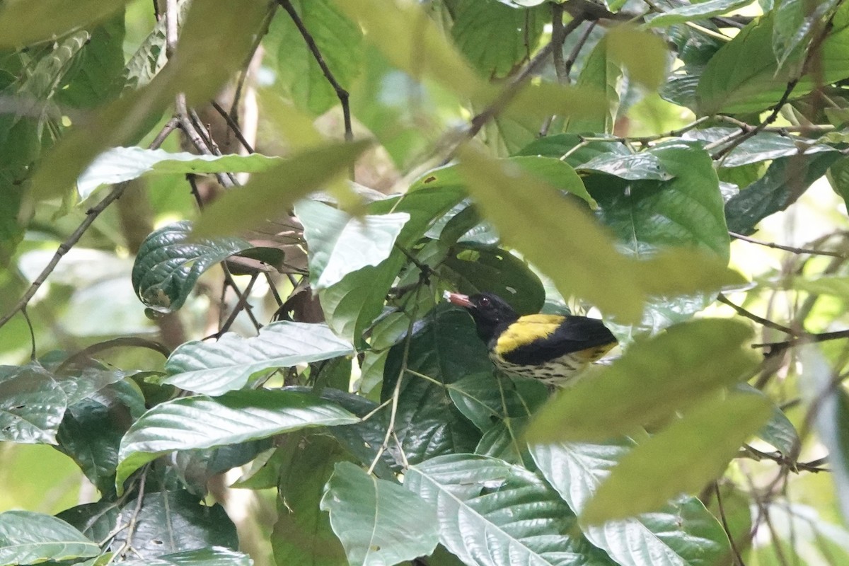 Dark-throated Oriole - ML641895664