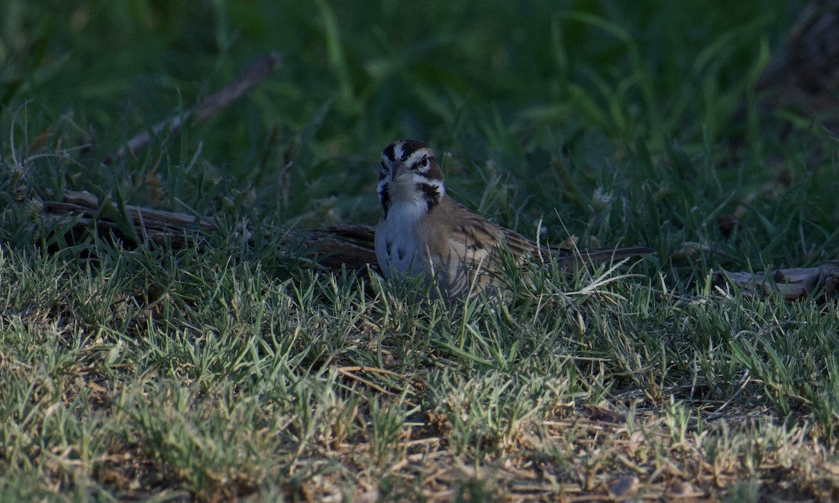 Lark Sparrow - ML641895665