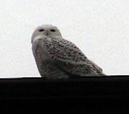 Snowy Owl - ML641895668