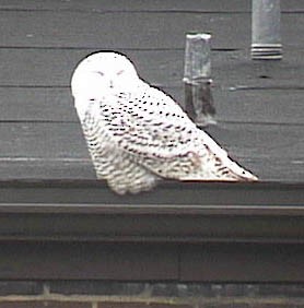 Snowy Owl - ML641895669
