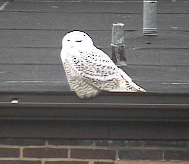 Snowy Owl - ML641895671
