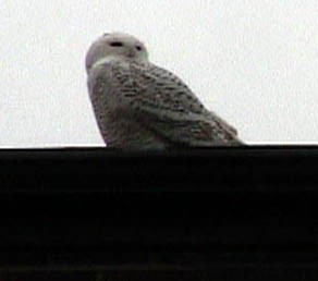 Snowy Owl - ML641895674