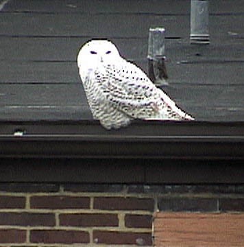 Snowy Owl - ML641895675