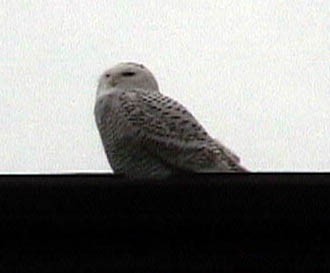 Snowy Owl - ML641895676