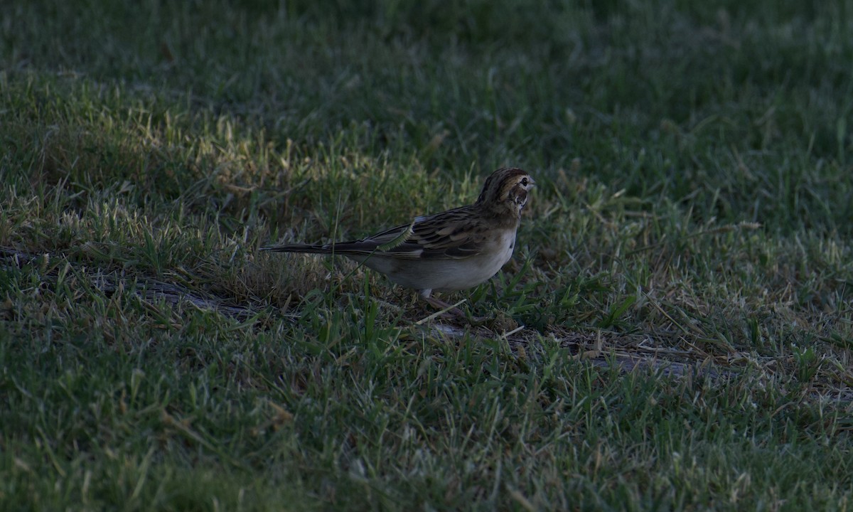Lark Sparrow - ML641895682