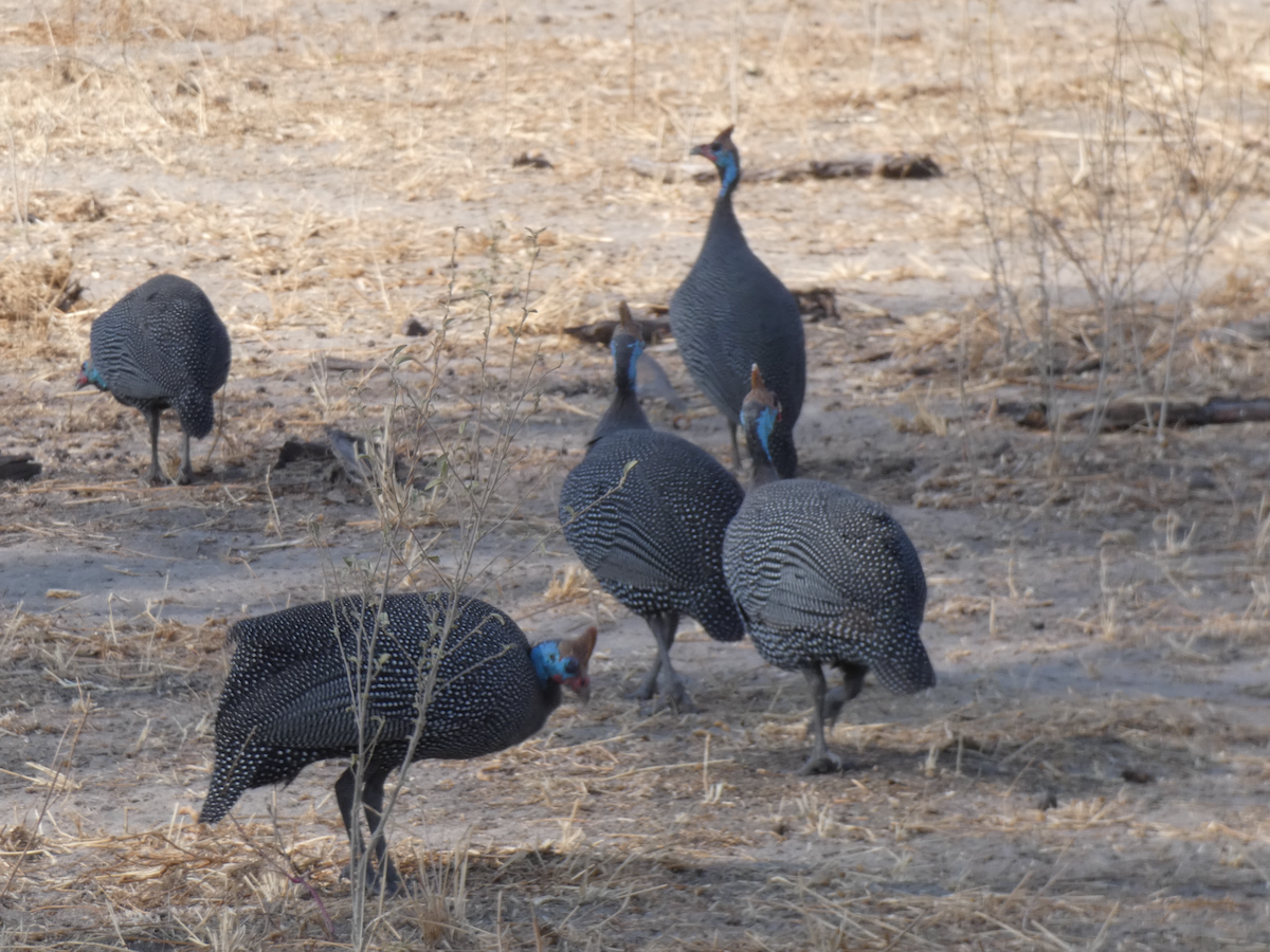 Helmeted Guineafowl - ML641895684
