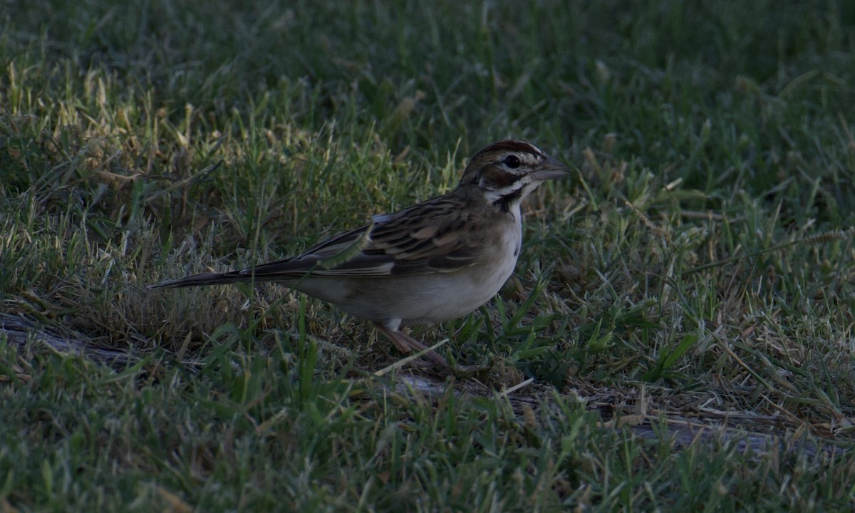 Lark Sparrow - ML641895685