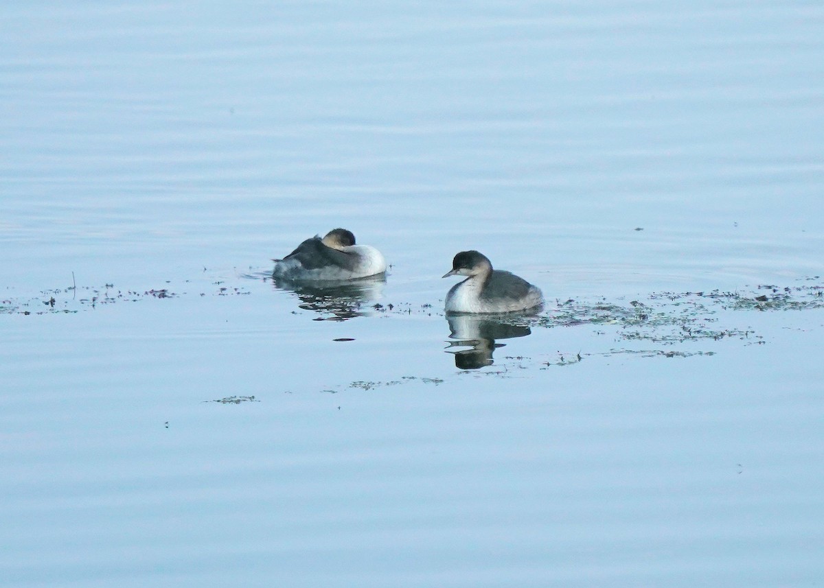 Horned Grebe - ML641895703