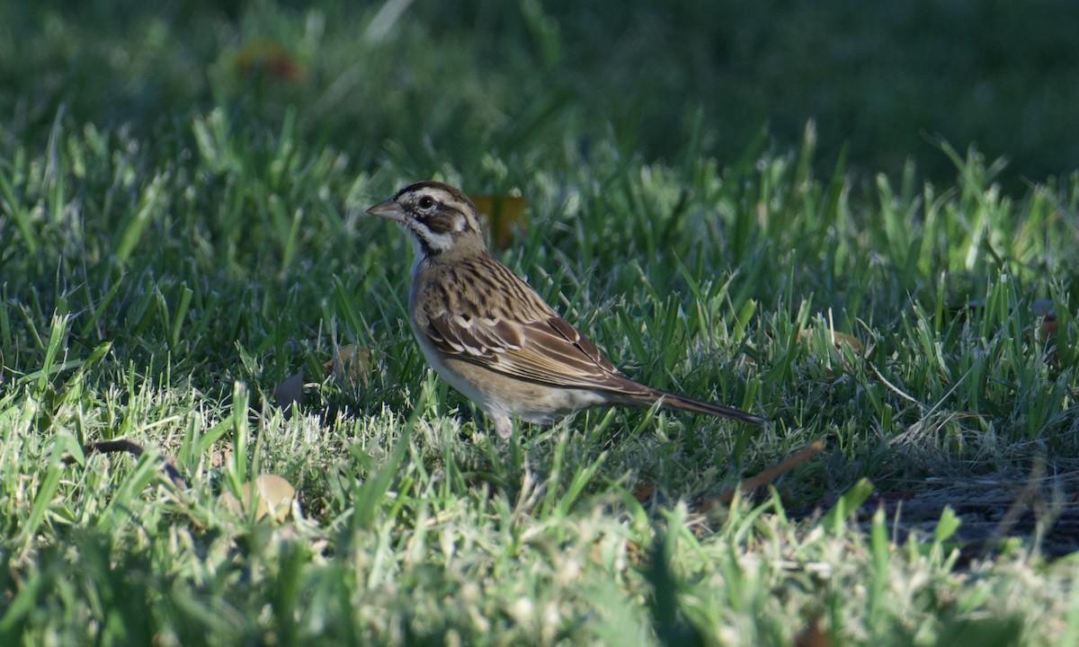 Lark Sparrow - ML641895730