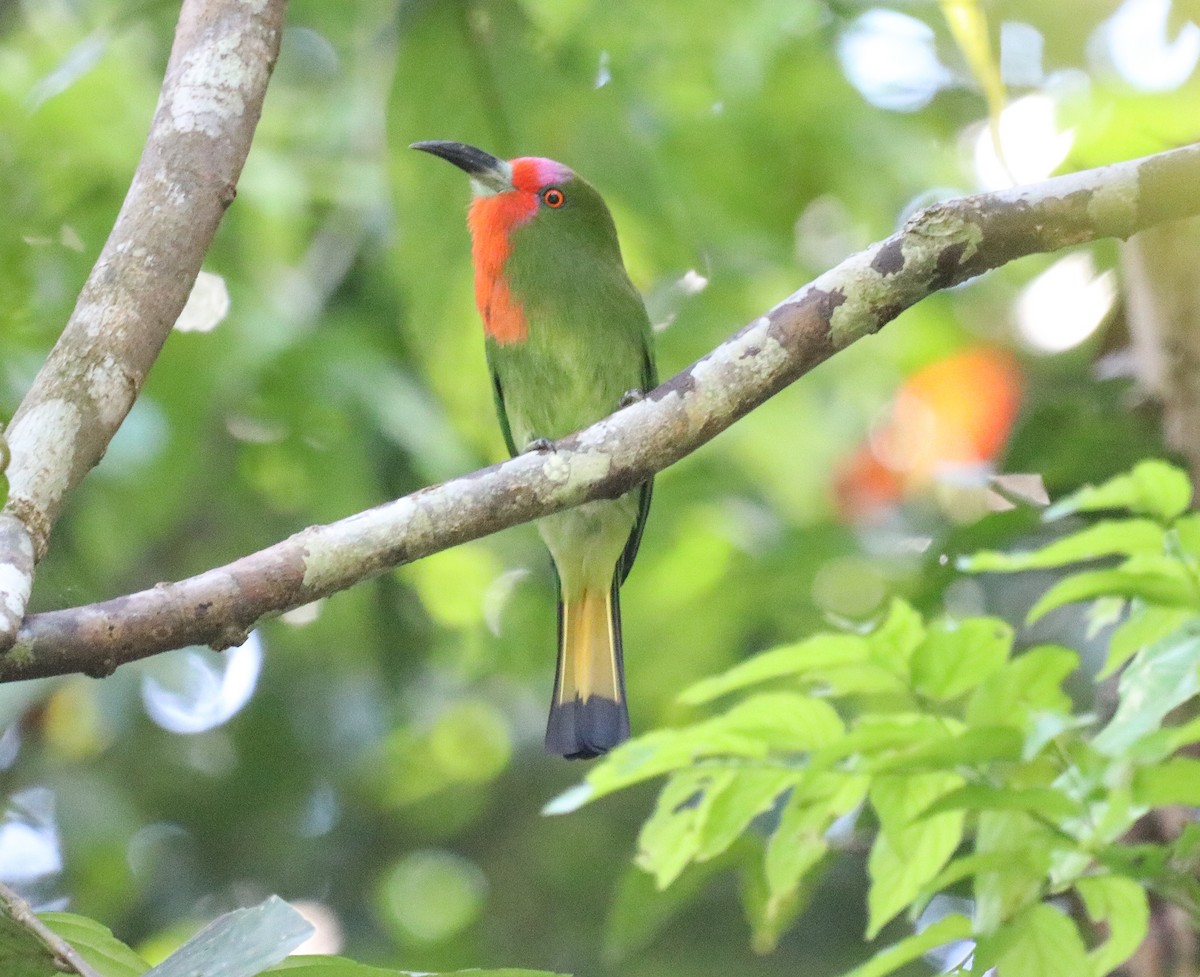 Red-bearded Bee-eater - ML641895738
