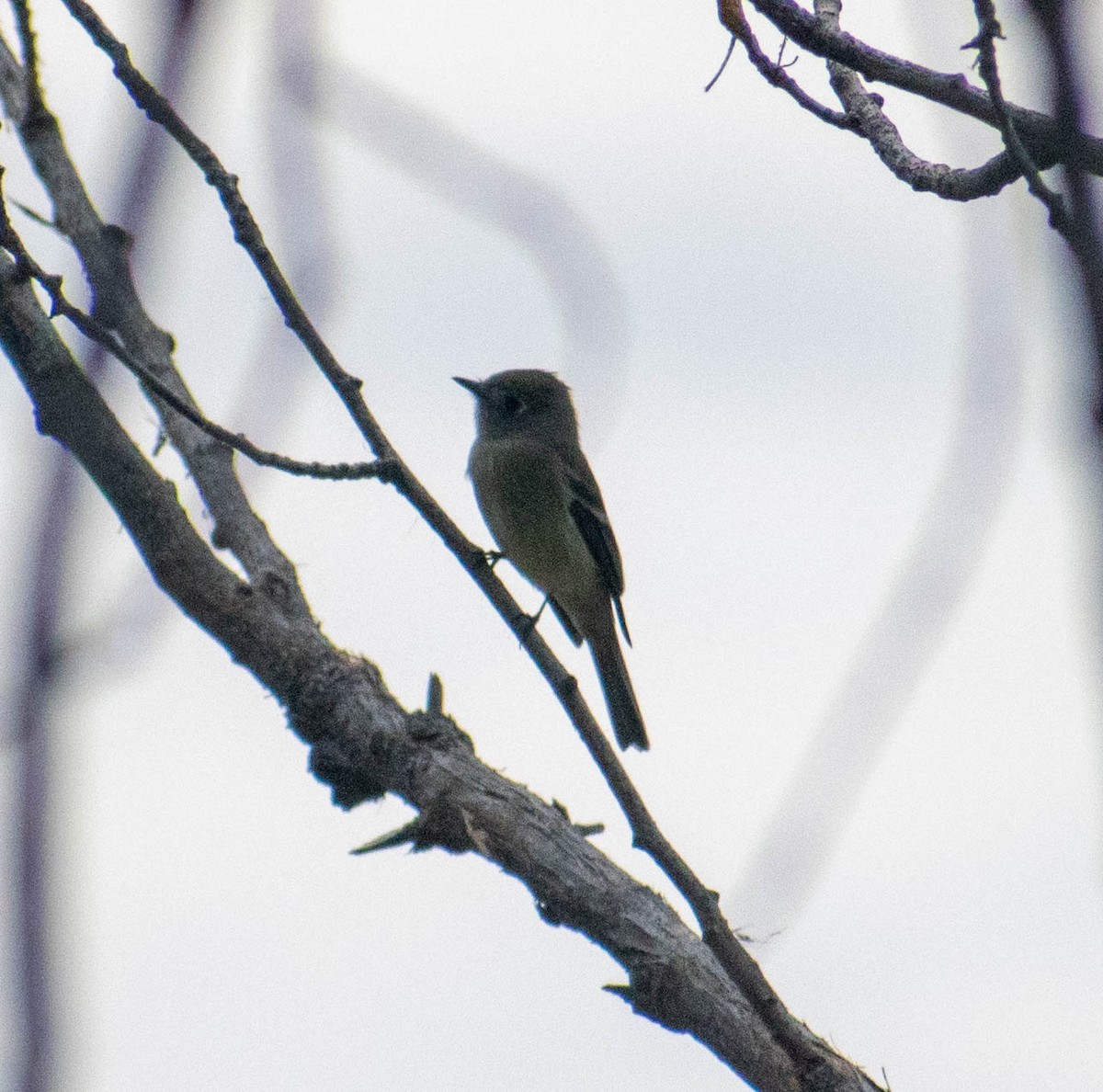 Hammond's Flycatcher - ML641895781