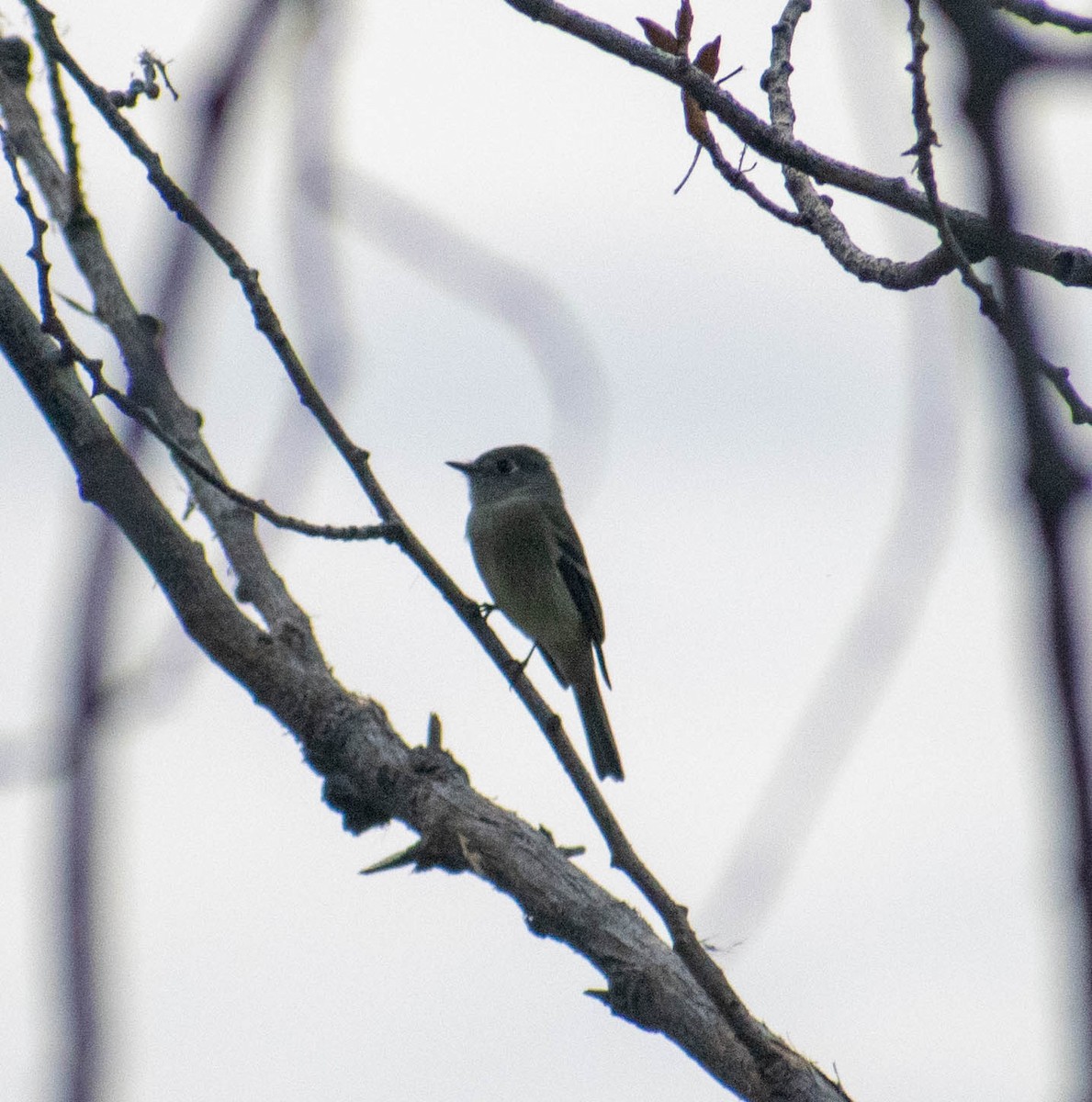 Hammond's Flycatcher - ML641895782