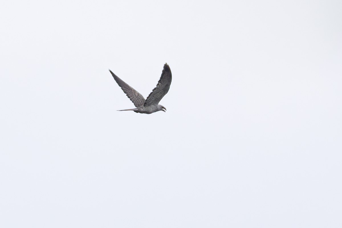 Channel-billed Cuckoo - ML641895796