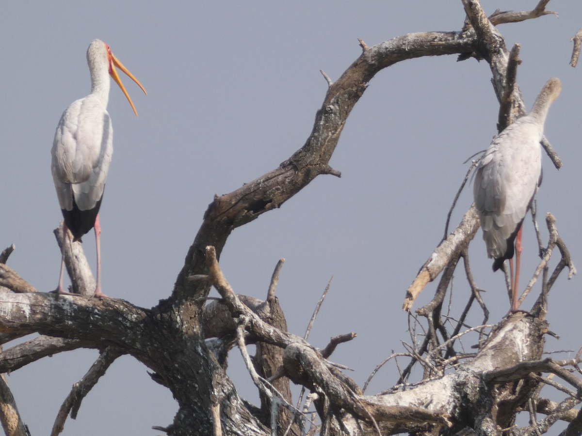 Yellow-billed Stork - ML641895811