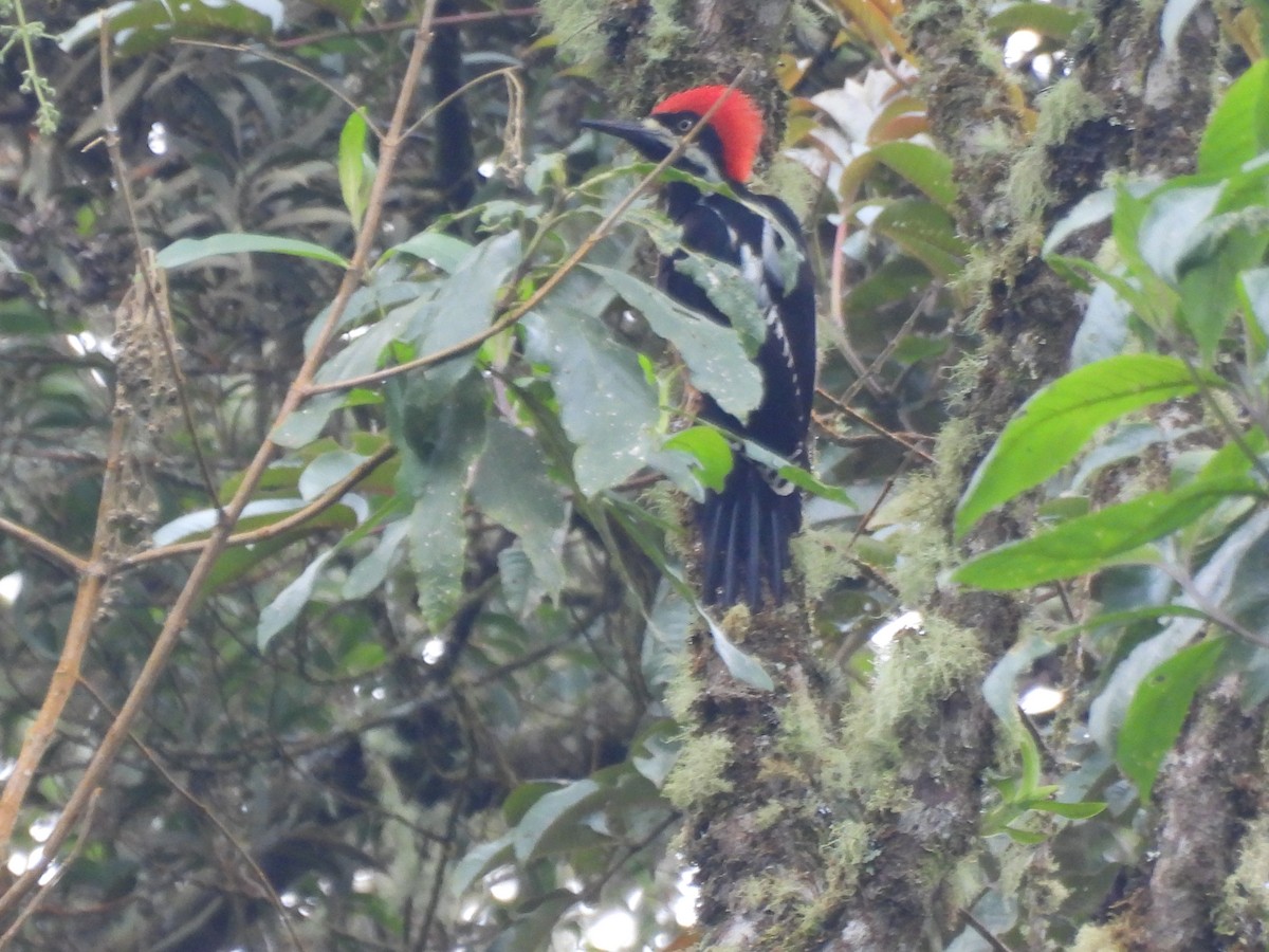 Powerful Woodpecker - ML641895832