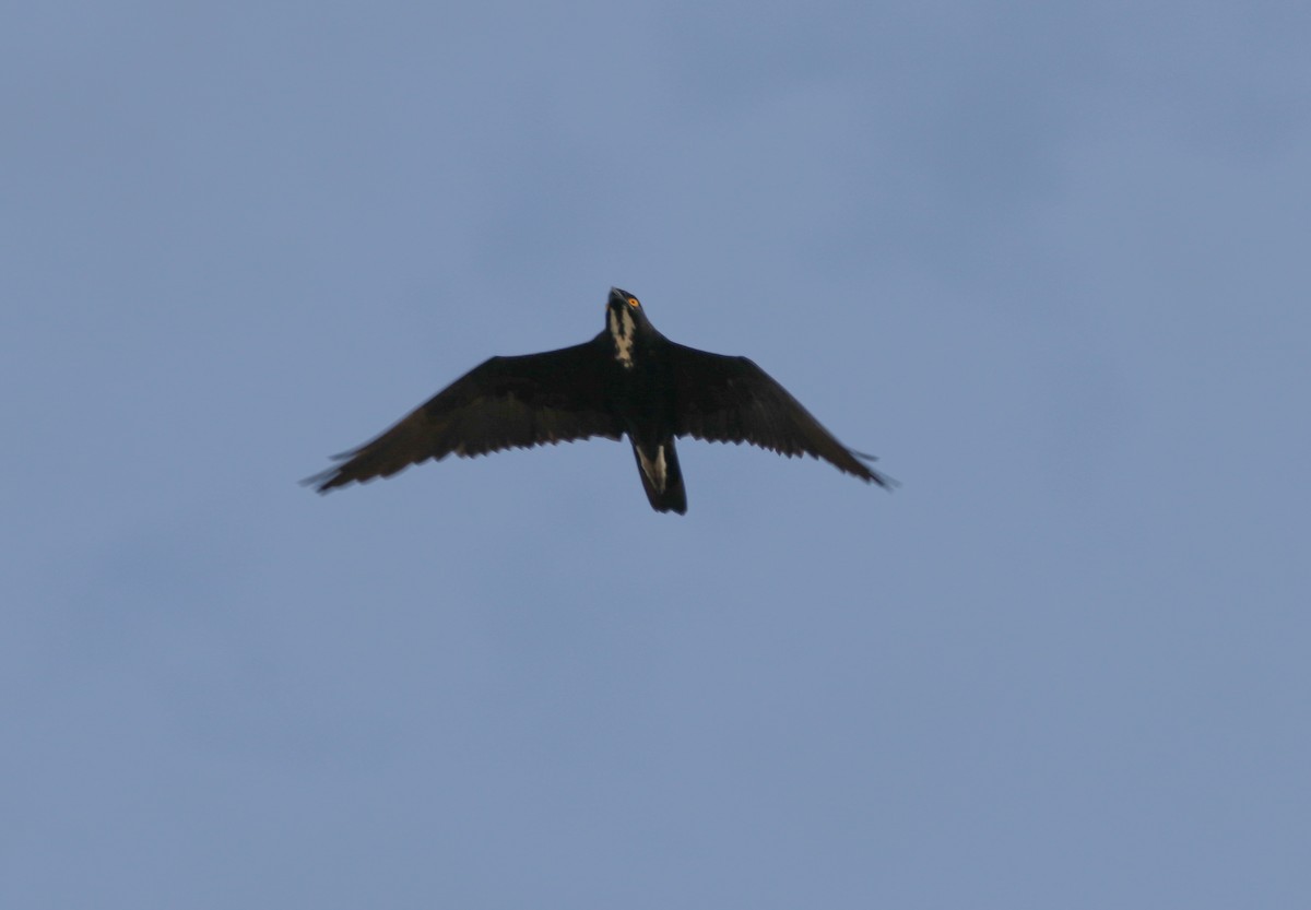 Bat Hawk - ML641895840