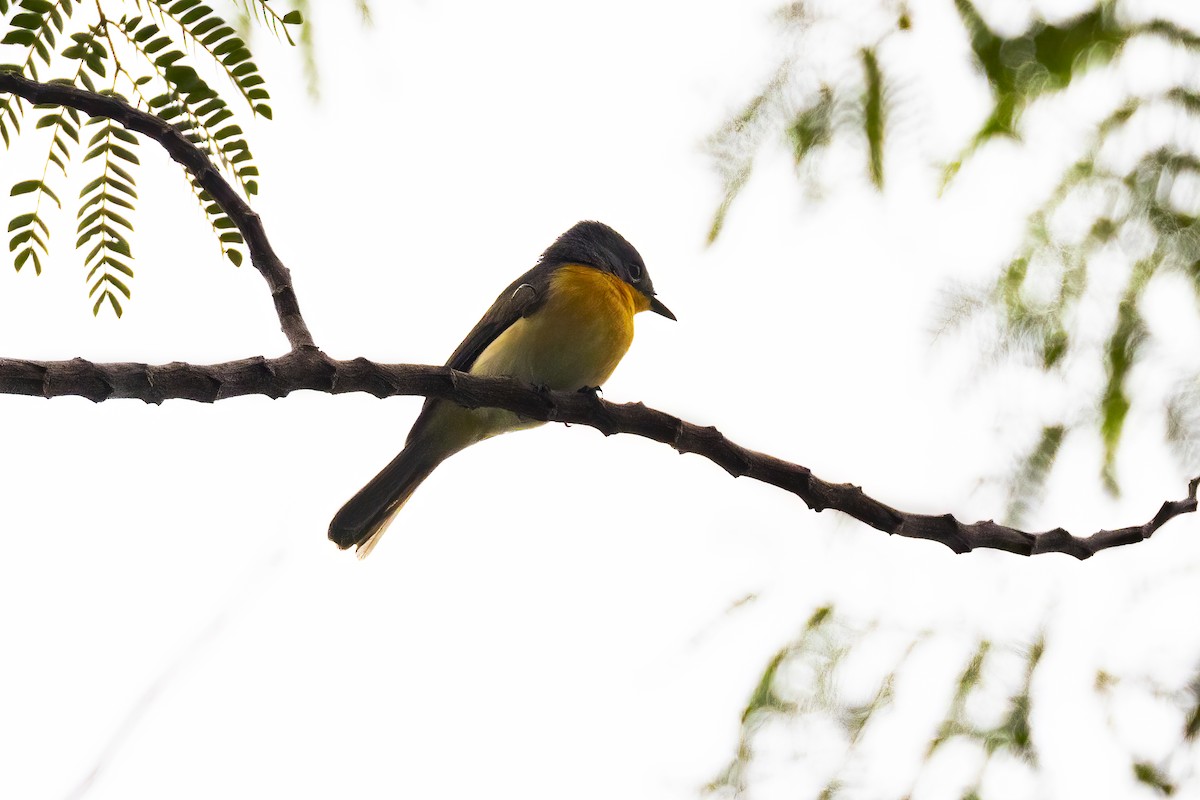 Moluccan Flycatcher - ML641895842