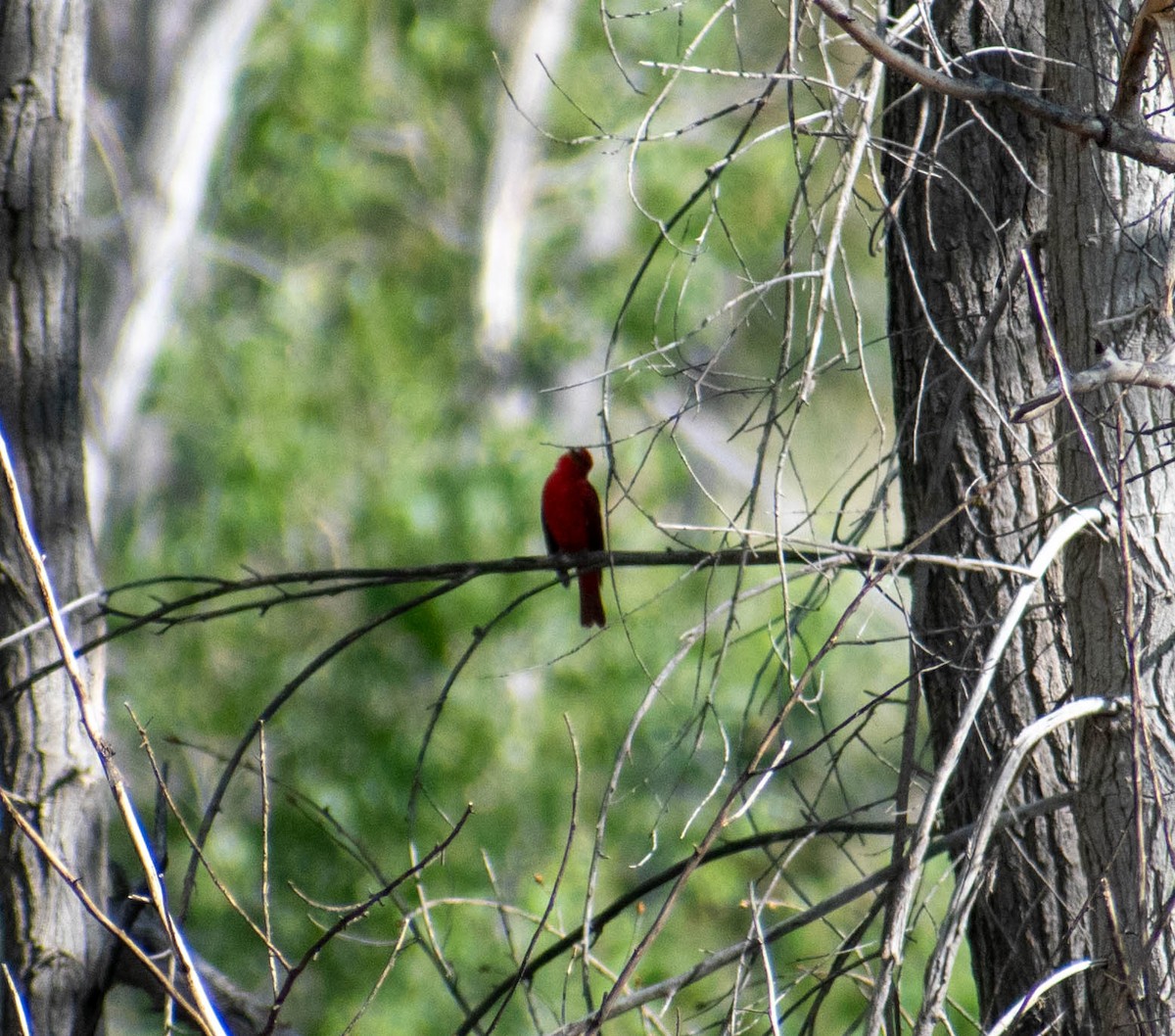 Summer Tanager - ML641895847