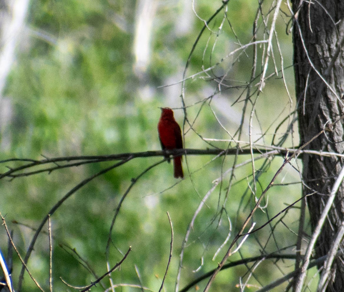Summer Tanager - ML641895848