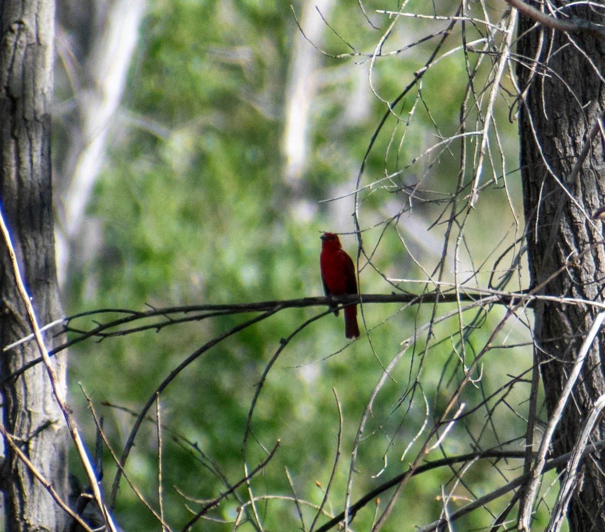 Summer Tanager - ML641895849