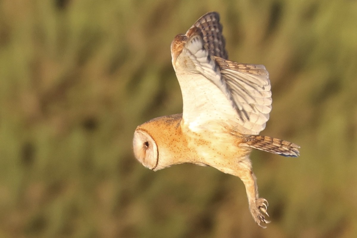 American Barn Owl (American) - ML641895854