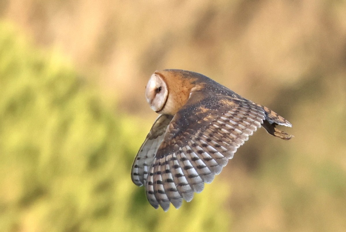 American Barn Owl (American) - ML641895855