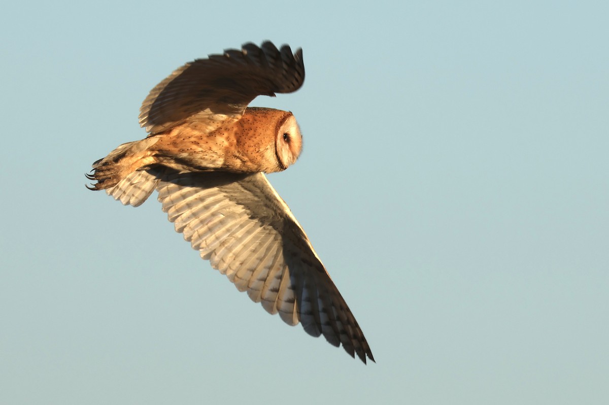 American Barn Owl (American) - ML641895856
