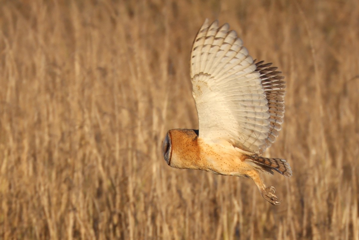 American Barn Owl (American) - ML641895857