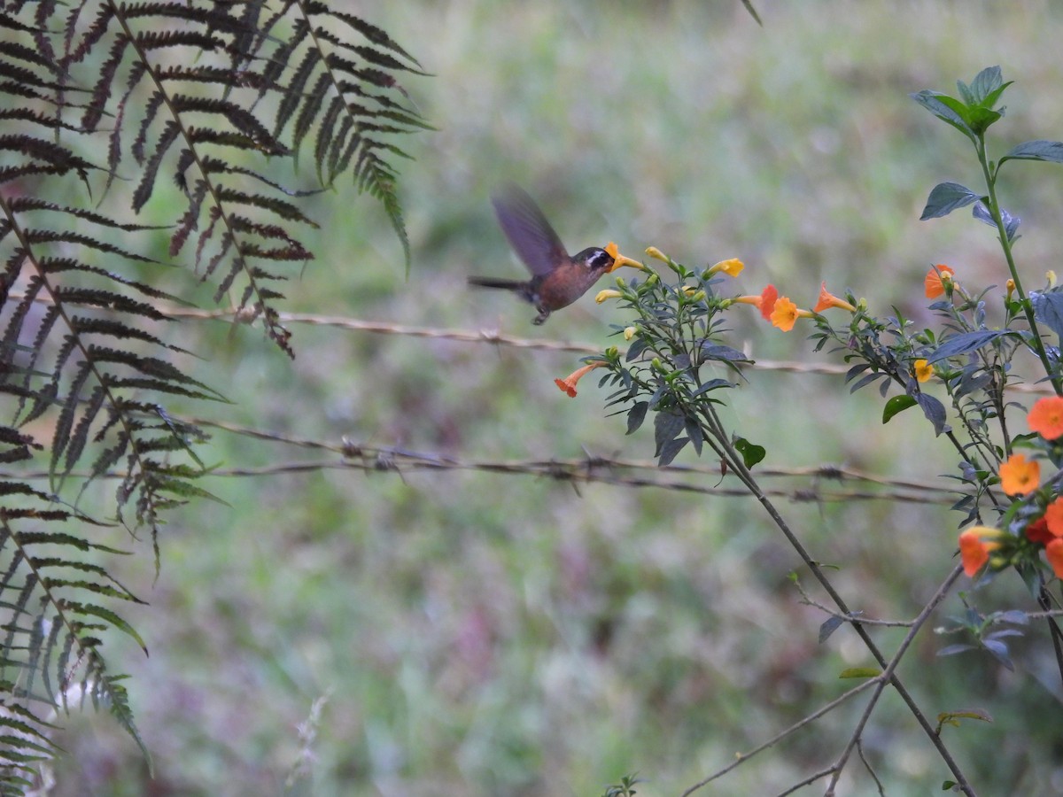 Speckled Hummingbird - ML641895859