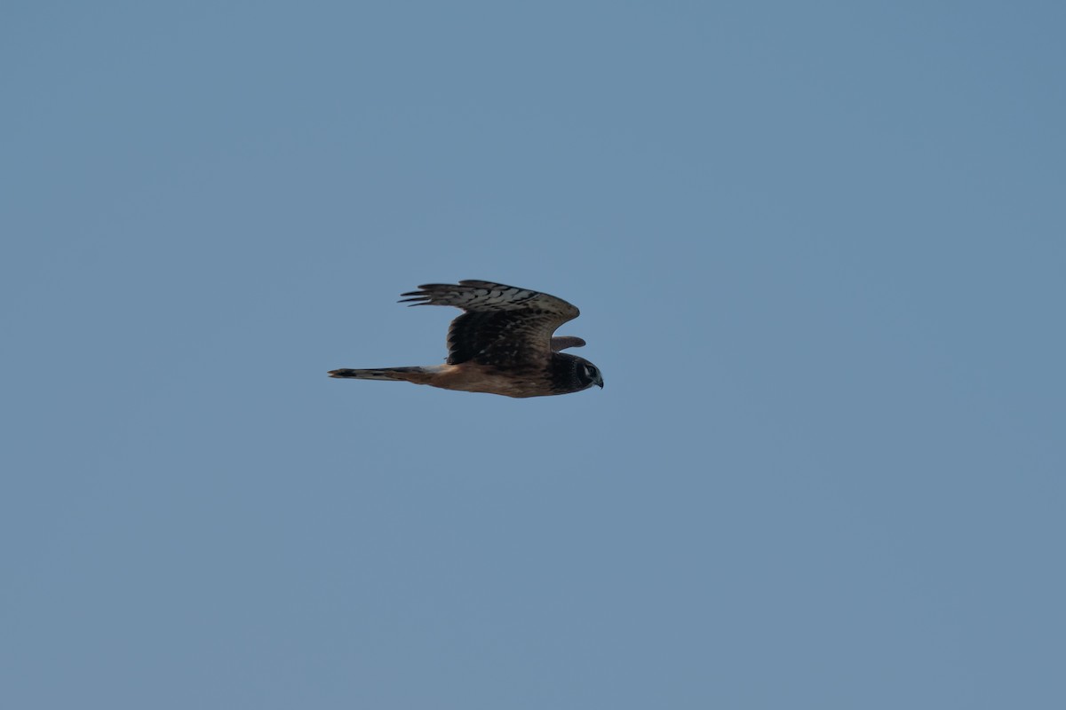 Northern Harrier - ML641895863
