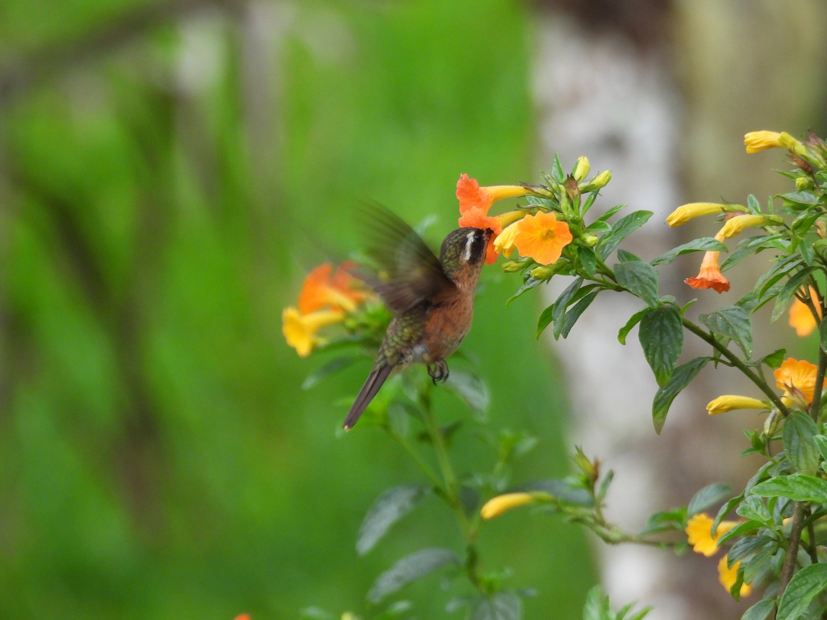Speckled Hummingbird - ML641895865
