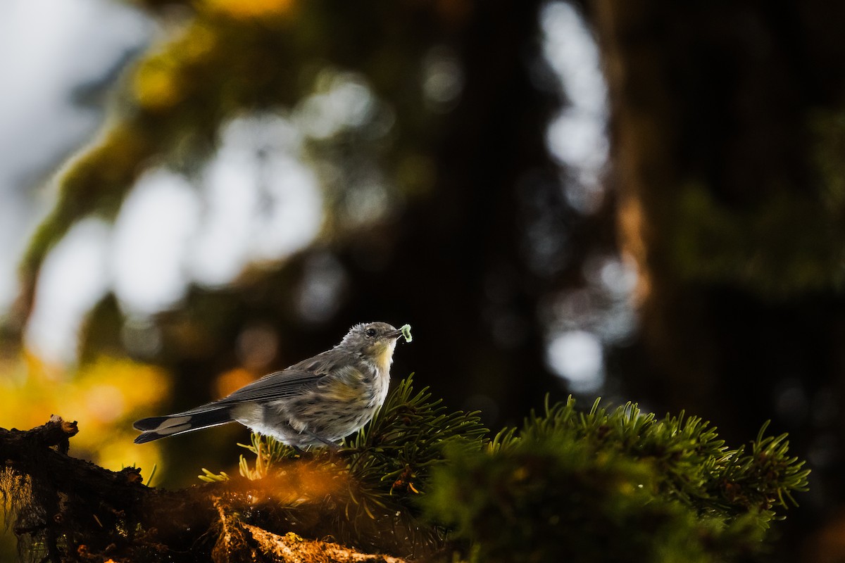 Yellow-rumped Warbler - ML641895866